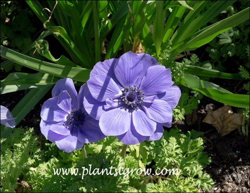 Anemone Harmony Blue